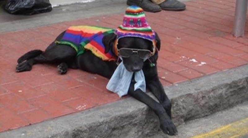 every dog has his day
