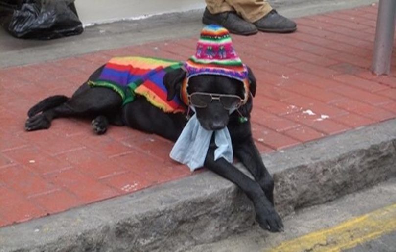 every dog has his day